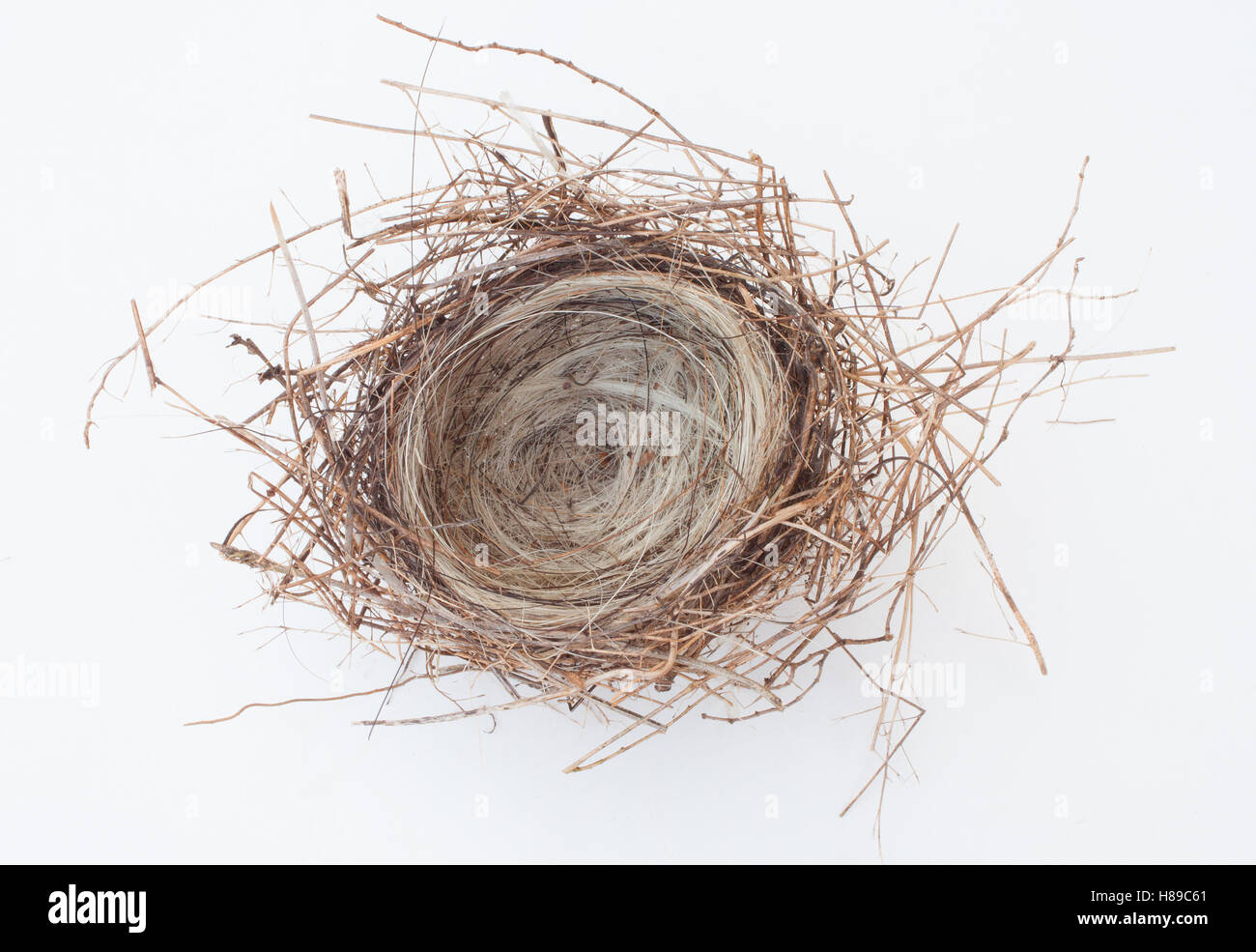 Very small bird nest with pine needles and horse hair Stock Photo