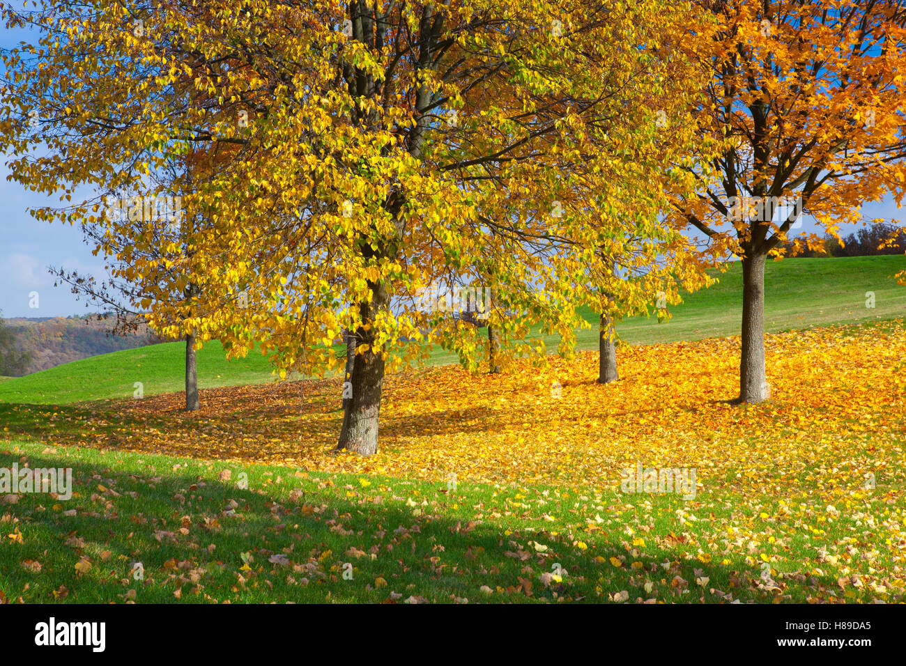 City park with autumn colors at sunset Stock Photo - Alamy