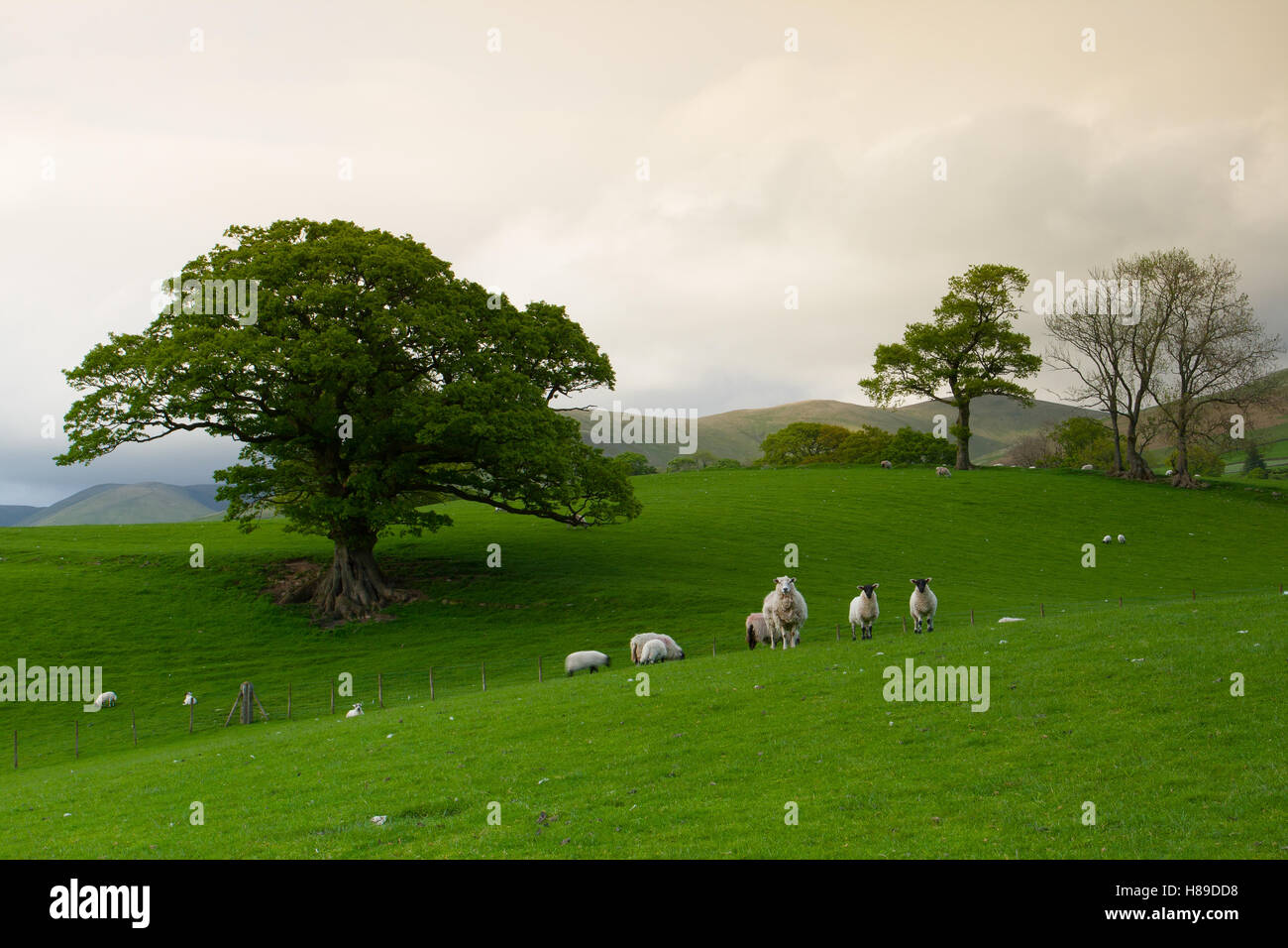 Green fields in the English countryside with grazing sheep and blue sky.Yorkshire Dales National Park, England Stock Photo