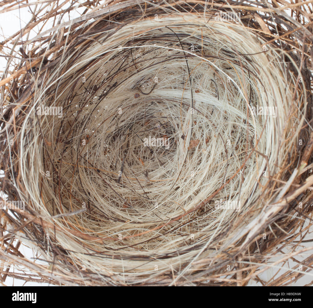 Small bird nest made of pine needles and horse hair Stock Photo Alamy