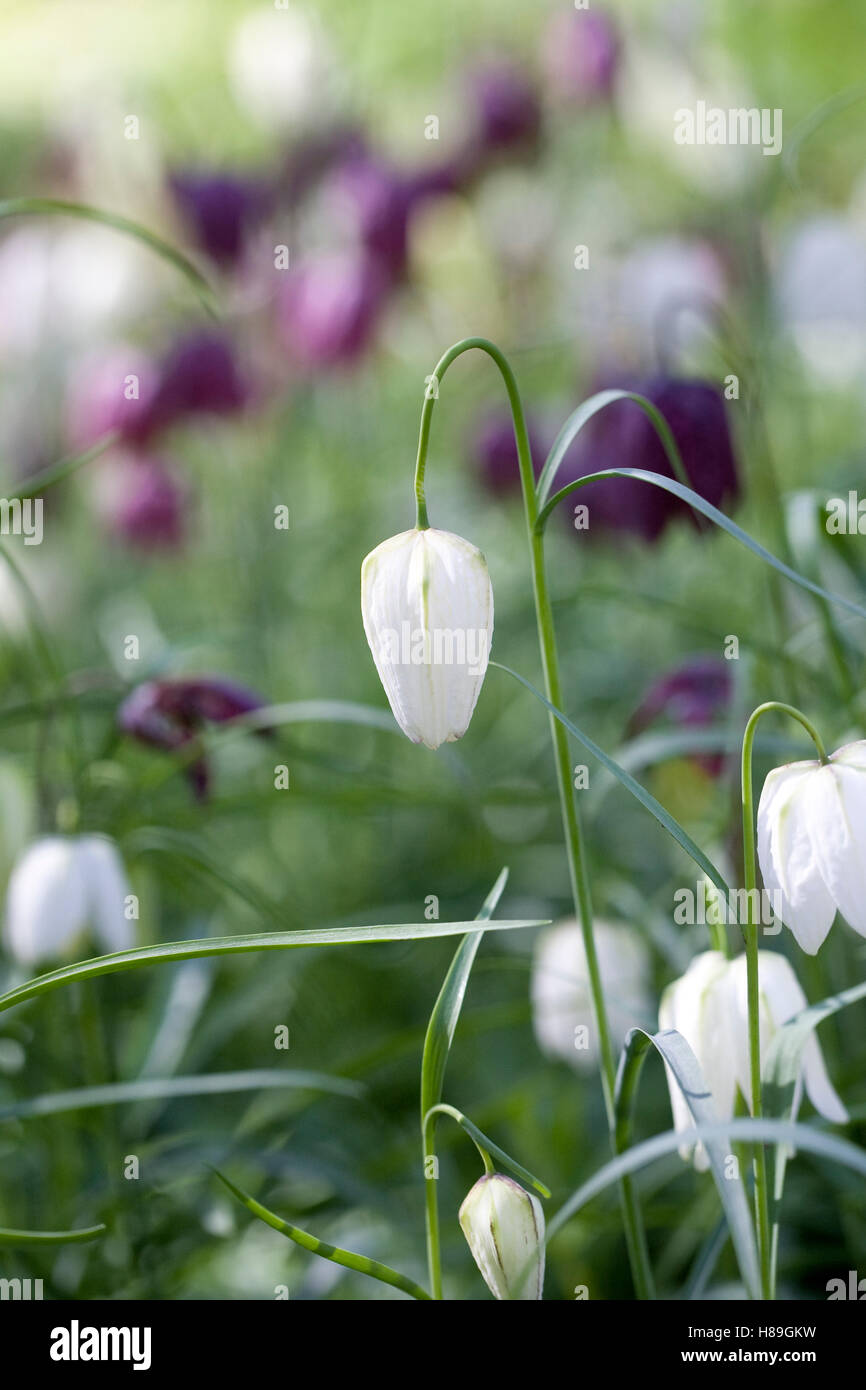 Fritillaria meleagris in an English meadow. Snakeshead fritillary. Stock Photo