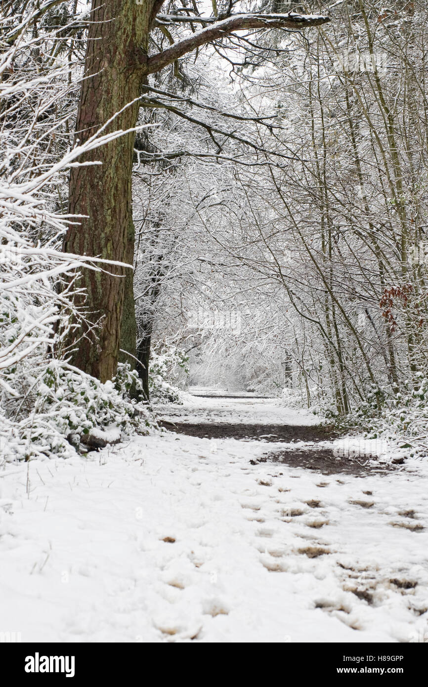 A woodland pathway in winter. Stock Photo