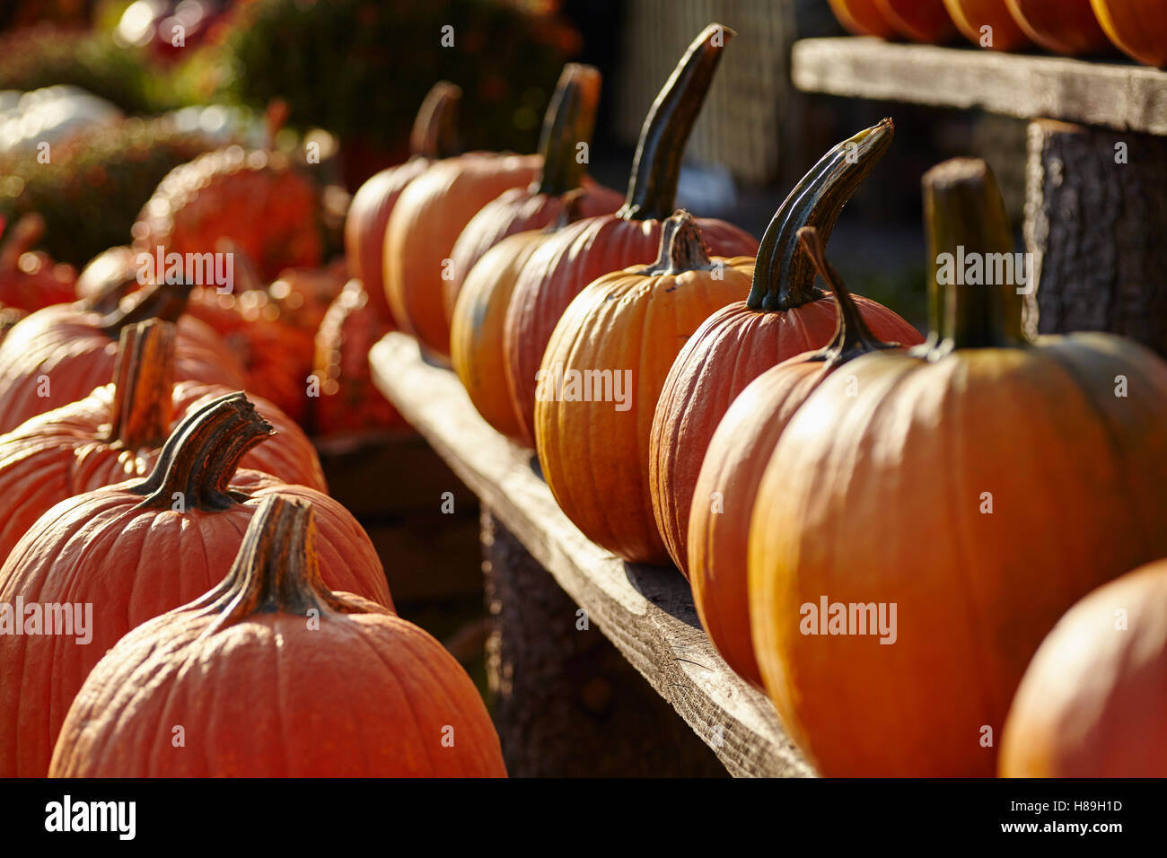 rows of pumpkins for sale at a rural Pennsylvania farmer's market Stock Photo