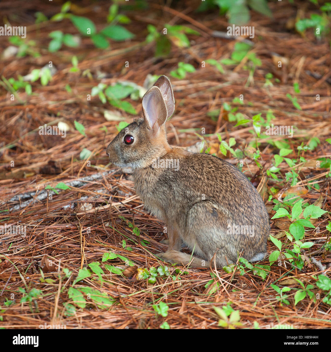 Rabbit among the pine needles in a forest Stock Photo Alamy