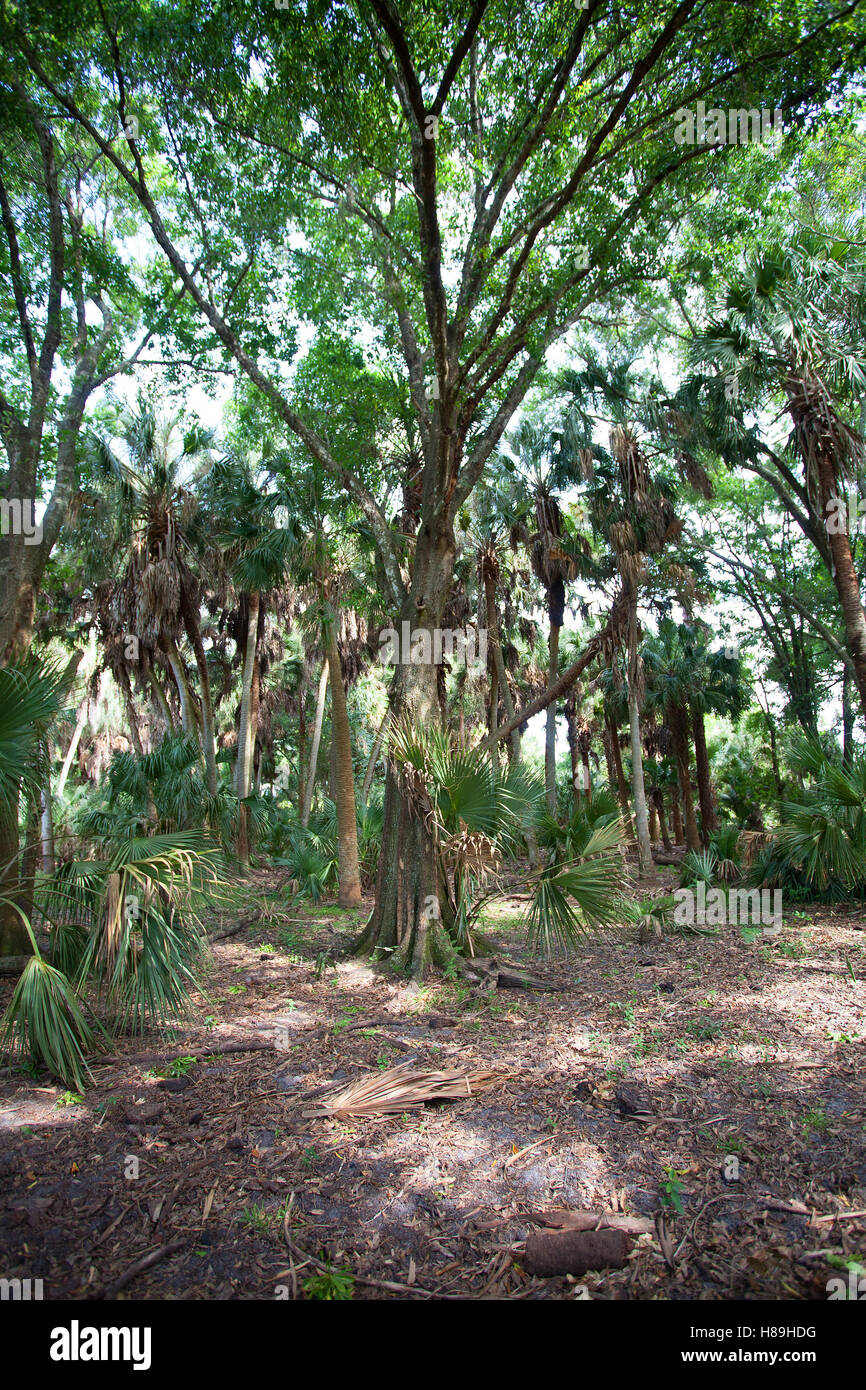 Biggest tree hires stock photography and images Alamy
