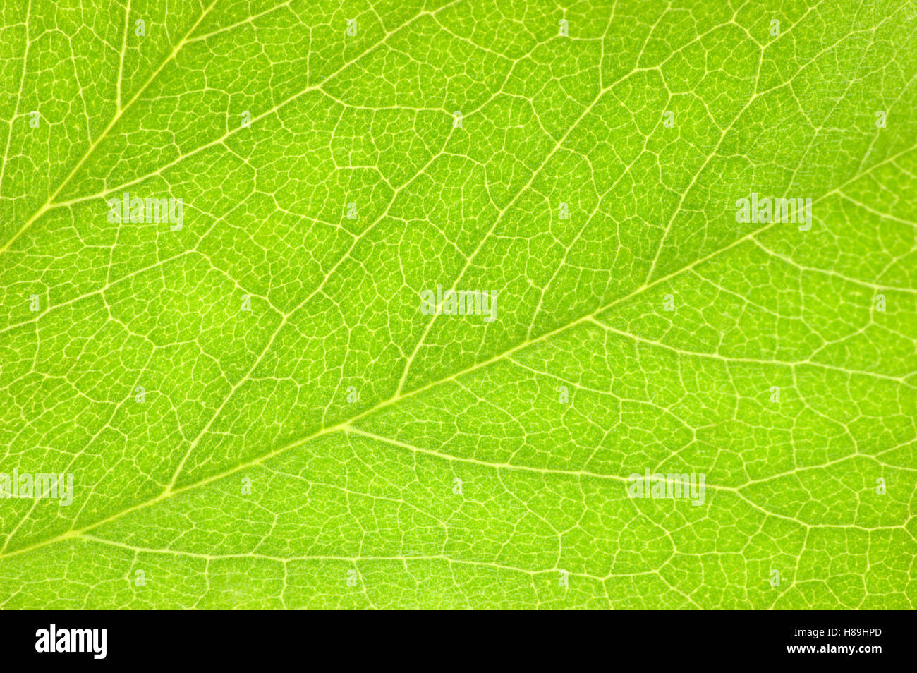Detailed green leaf hi-res stock photography and images - Alamy