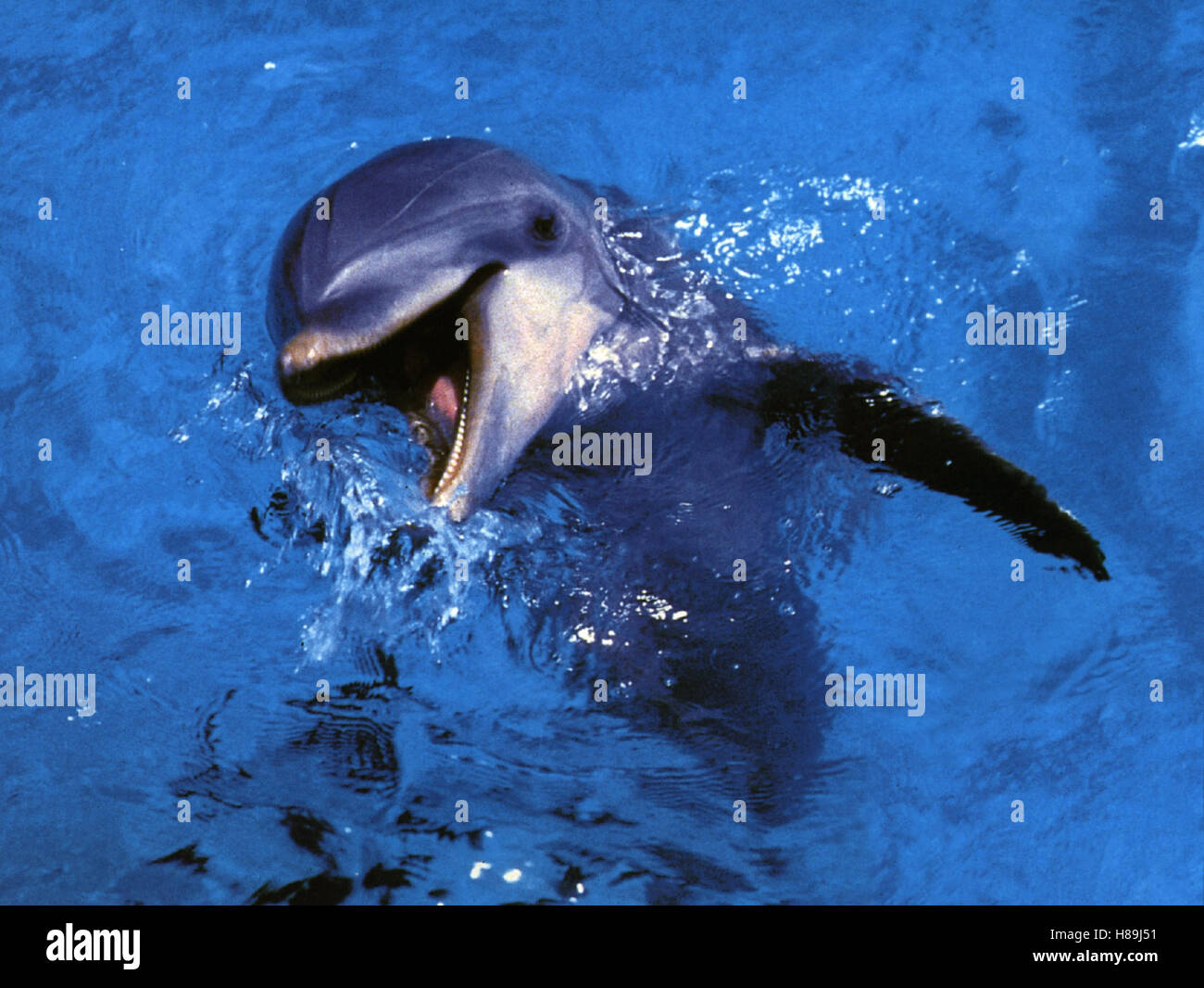 Flipper, (FLIPPER) USA 1996, Regie: Alan Shapiro, FLIPPER, Stichwort: Delphin, Wasser Stock Photo