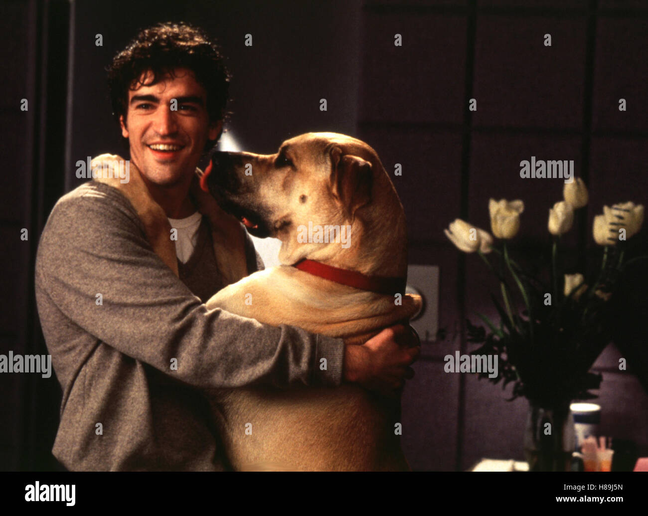 Lügen haben lange Beine, (THE TRUTH ABOUT CATS & DOGS) USA 1996, Regie: Michael Lehmann, BEN CHAPLIN, Stichwort: Dogge Stock Photo