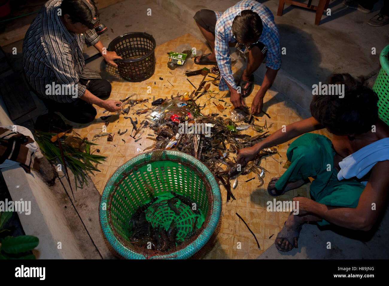 Farm workers sorting out prawns after gathering mature prawns at an organic prawn farm in Samut Prakan in Thailand. Stock Photo