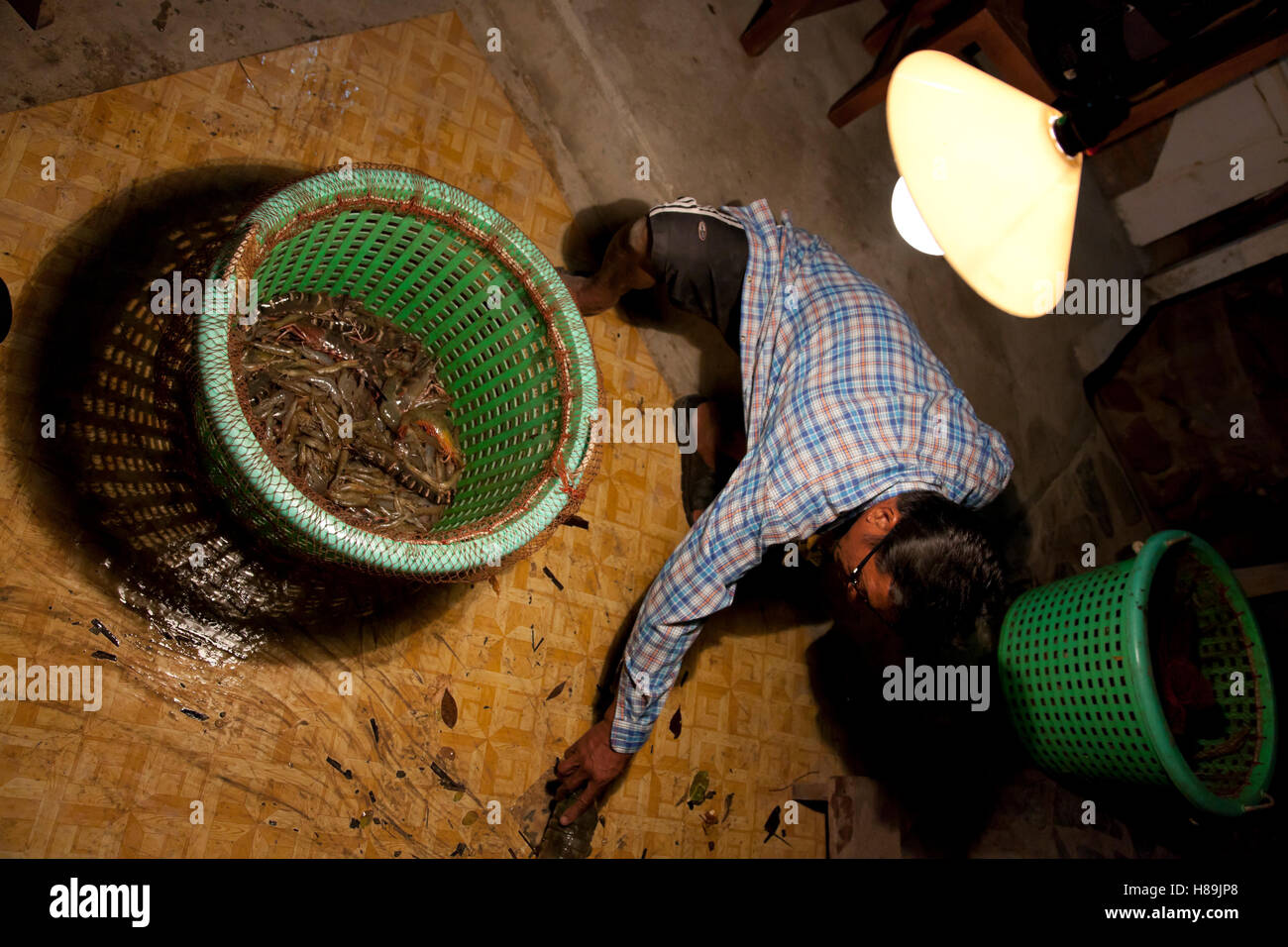 A farm worker sorting out prawns after the catch of mature prawns at an organic prawn farm in Samut Prakan in Thailand. Stock Photo