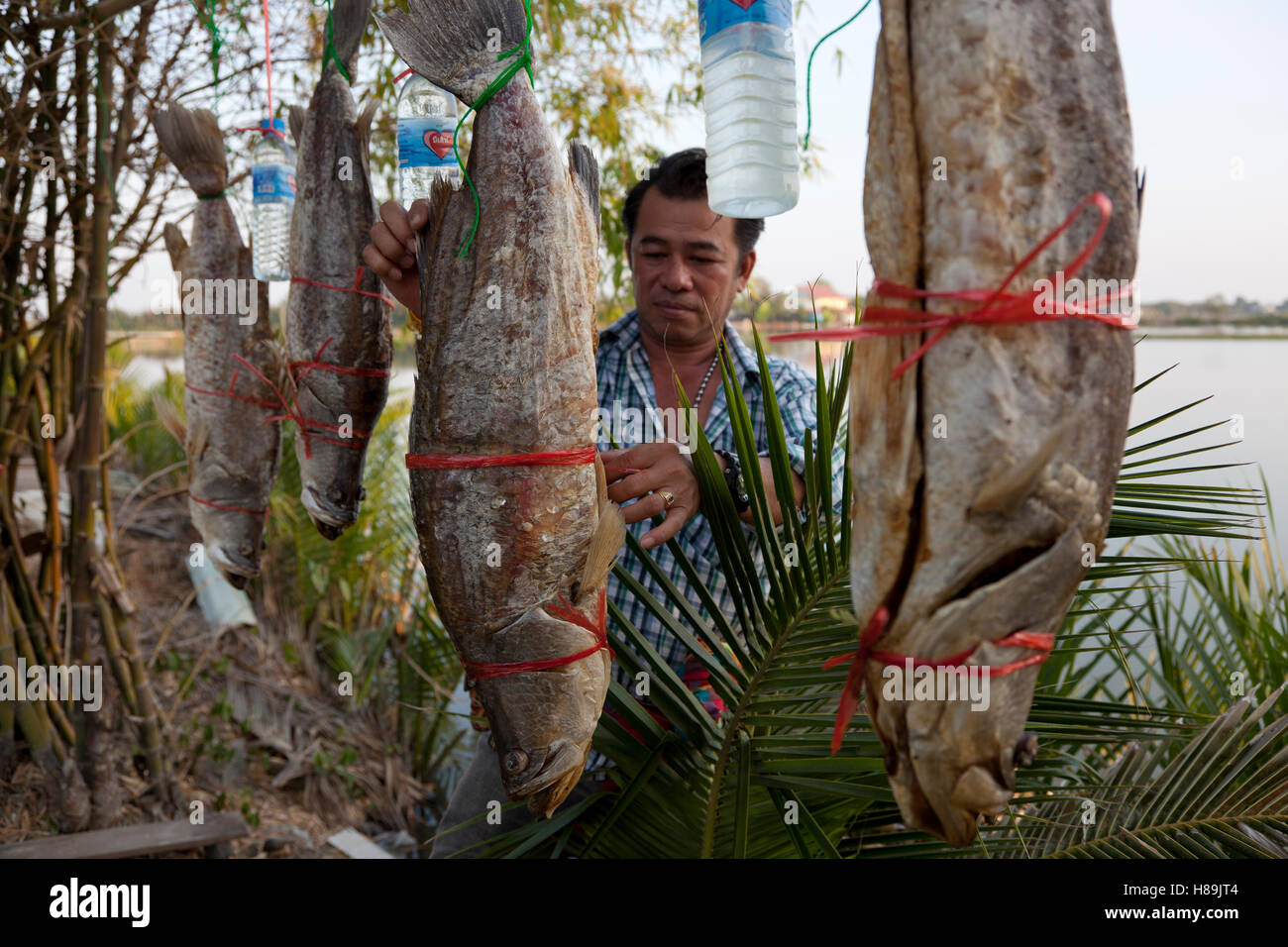 A Thai fish-farmer checks large salted-dried seabass at his fishfarm in Samut Prakan in Thailand. Stock Photo