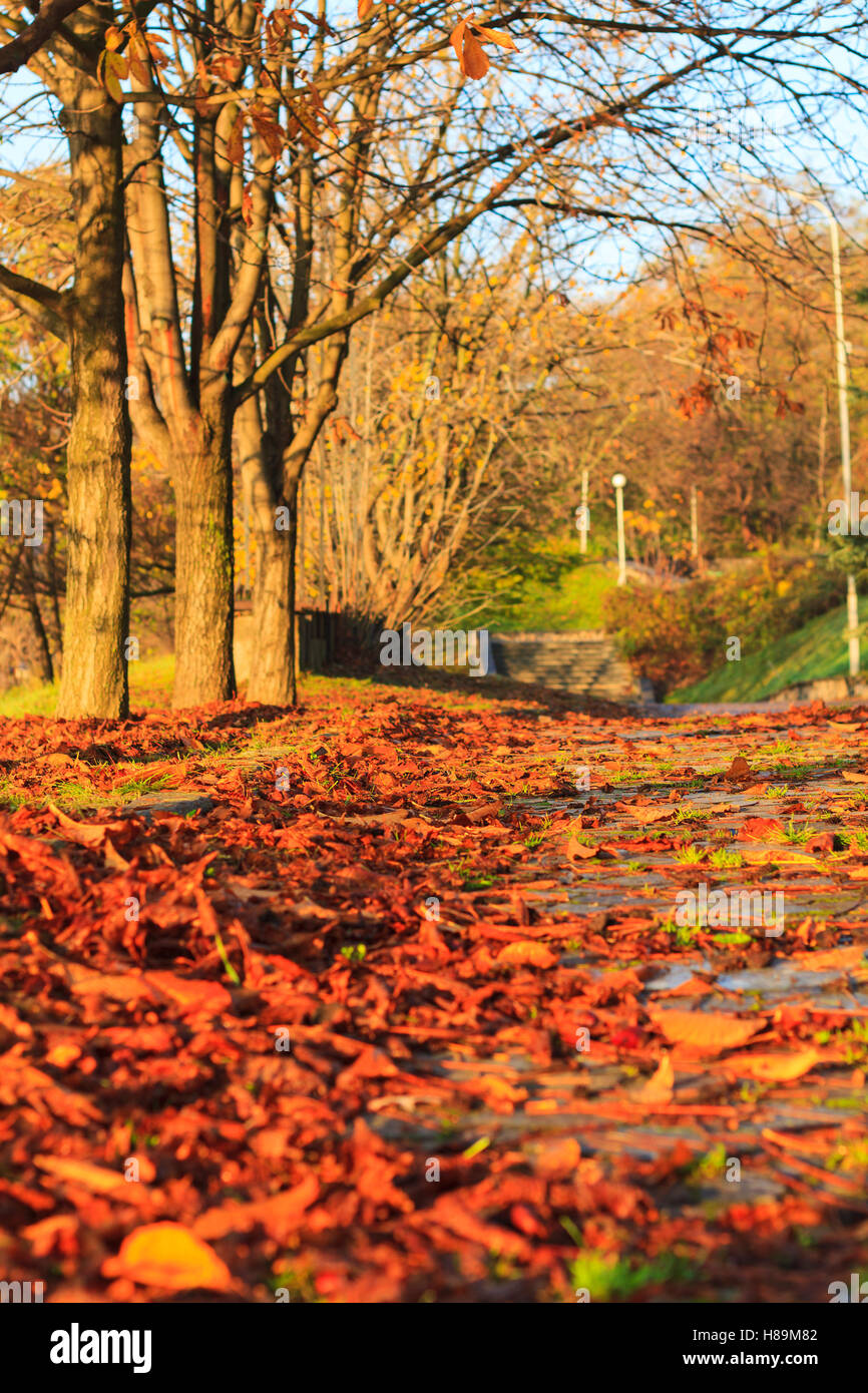 fallen leaves in a city park on pedestrian road Stock Photo - Alamy