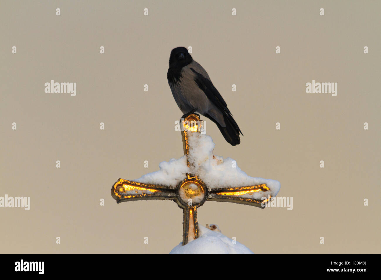 crow sitting on a golden cross Stock Photo