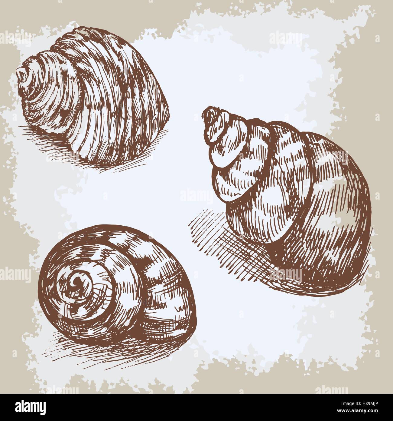 Seashells hand drawn vector graphic vintage etching sketch, underwater ...
