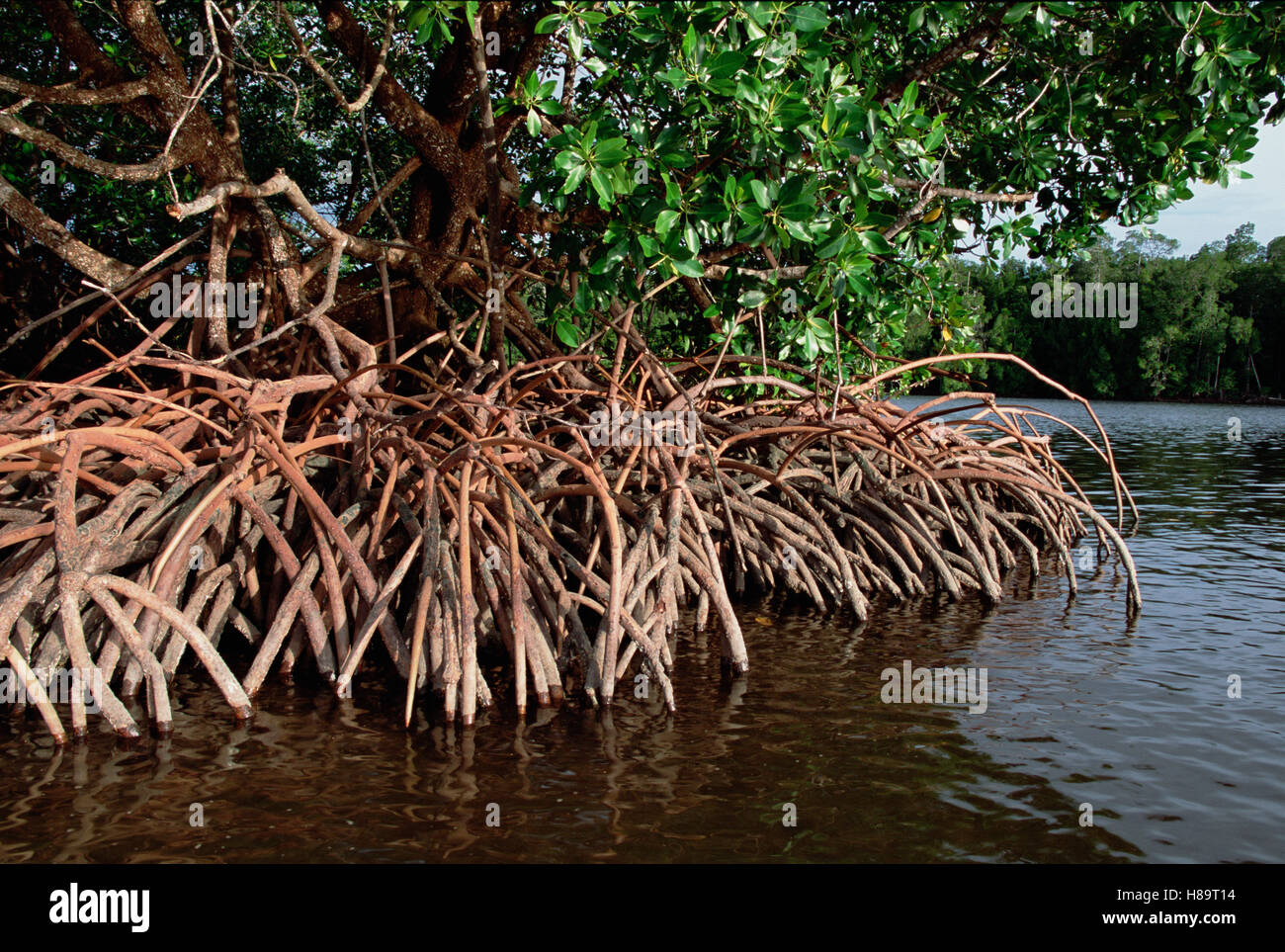 MANGROVE SHADE