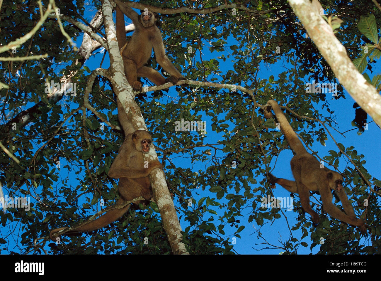 Northern Muriqui (Brachyteles hypoxanthus) group in a tree near the Caatinga Biological Station where a 2, 365 acre reserve Stock Photo