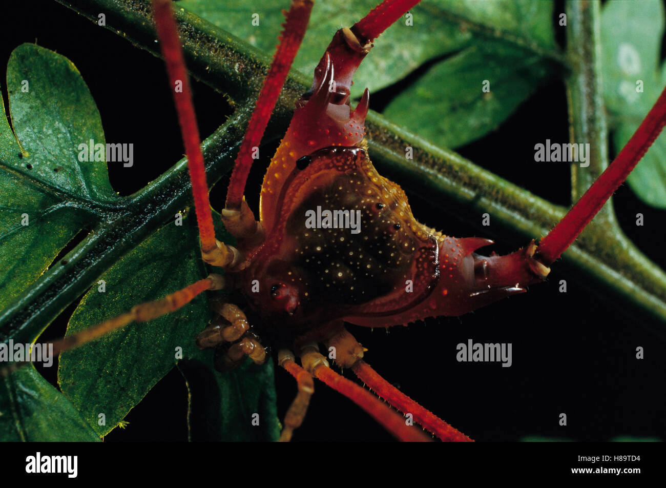 Tropical Harvestman arachnid close-up showing fused body which ...