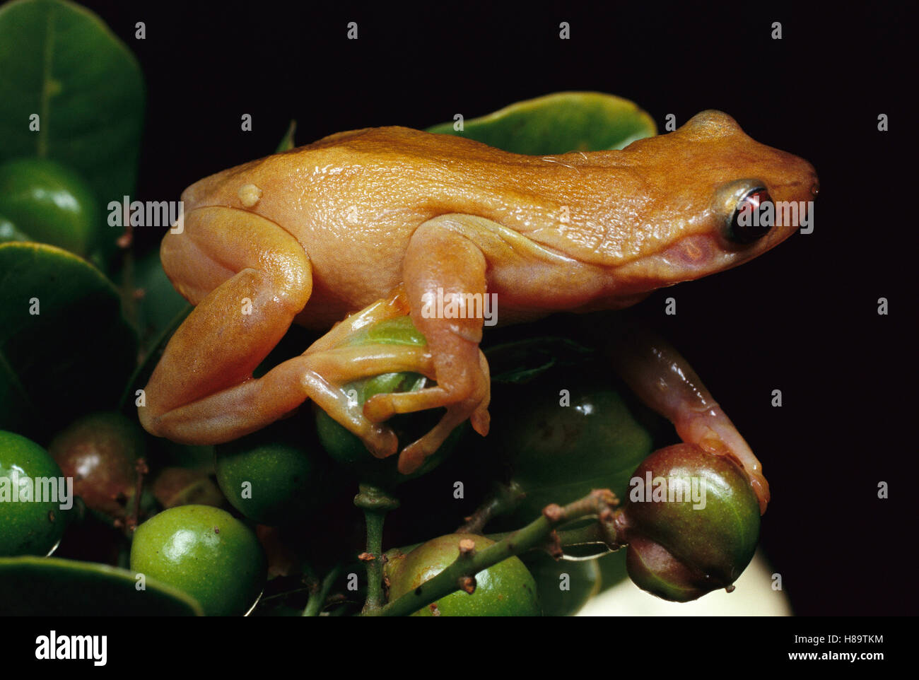 Hylid Tree Frog (Xenohyla truncata) the world's only frog to eat fruit as well as insects, lives near the beaches of Rio de Stock Photo