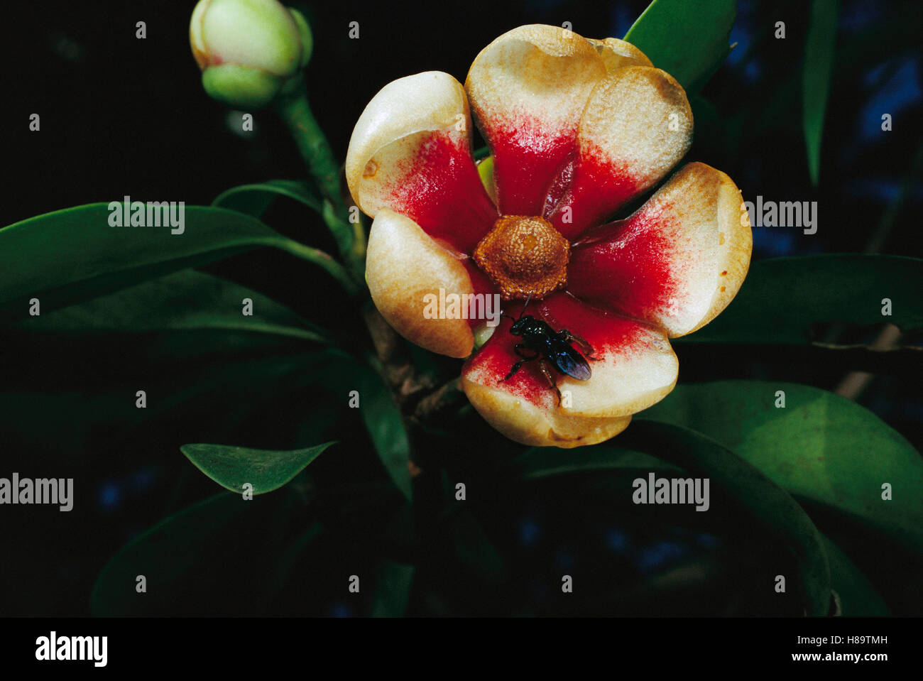 Orchid (Clusia lanceolata) a native to Brazil's Atlantic Coastal forest