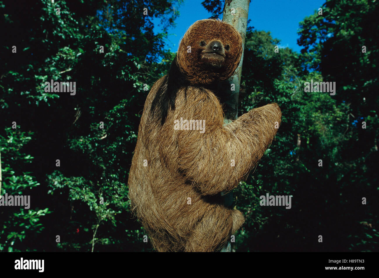 Maned Sloth (Bradypus torquatus) in a tree at a rehabilitation center