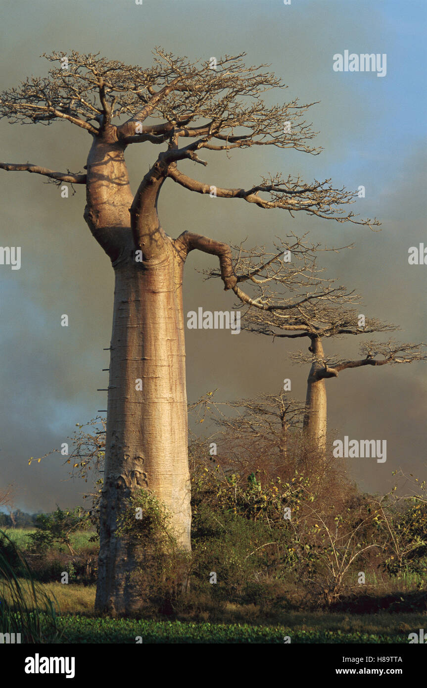 Grandidier's Baobab (Adansonia Grandidieri) Trees Against Smoke-filled ...