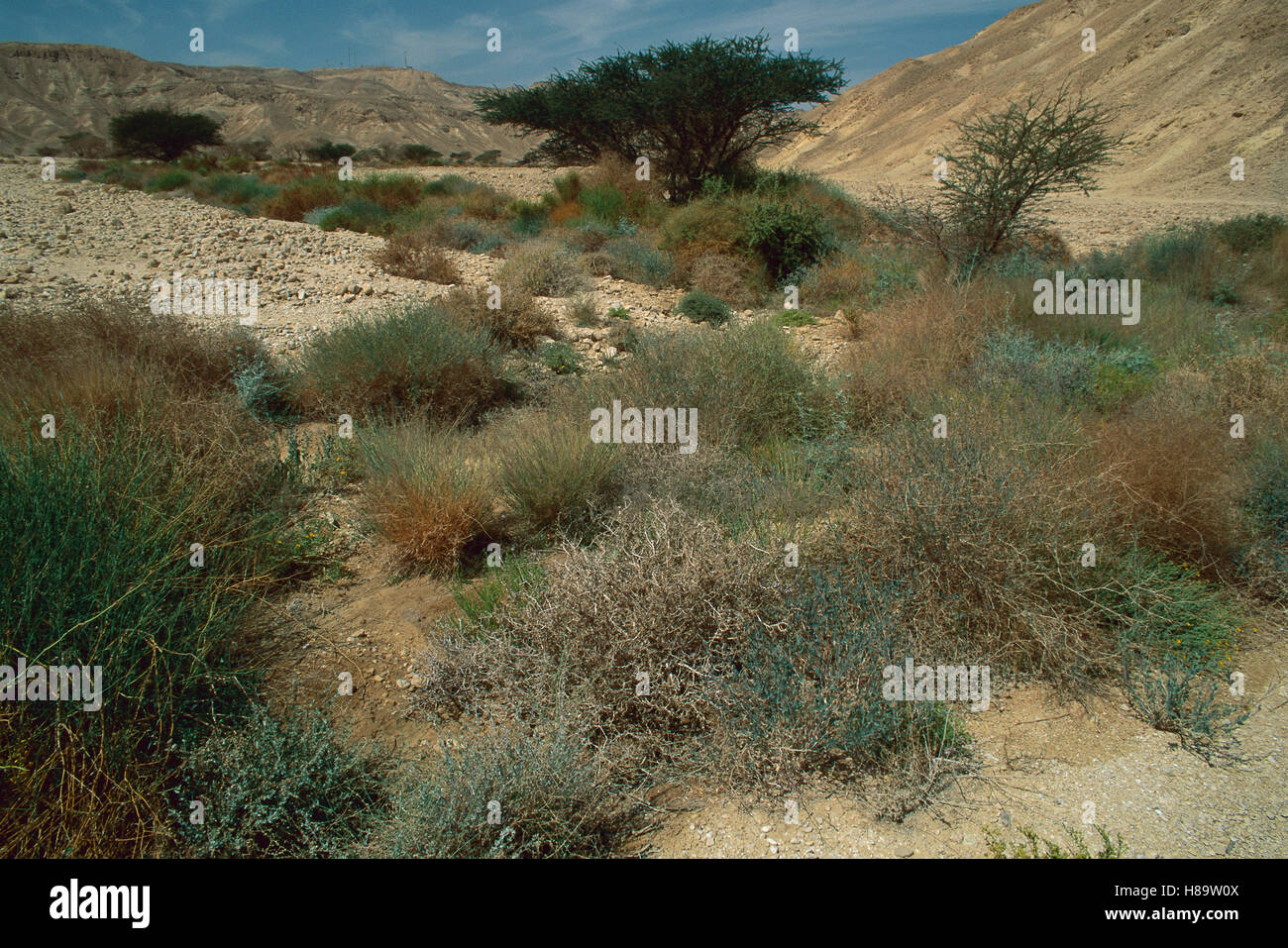 endemic-plants-in-wadi-arava-valley-israel-H89W0X.jpg