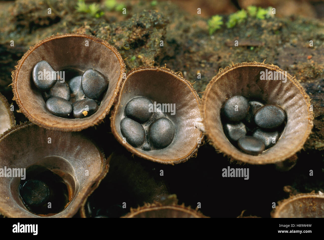Bird's Nest Fungus (Cyathus sp) showing spores that are dispersed by