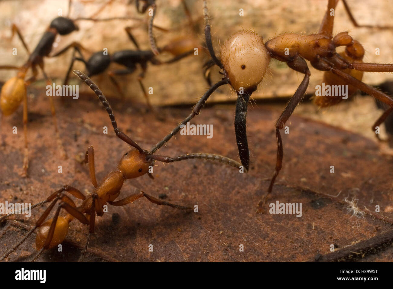 Army Ant (Eciton burchellii), large soldier is cornered by workers of ...