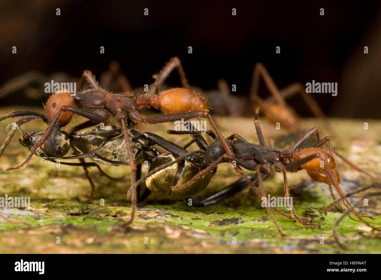 Army Ant (Eciton burchellii) workers carry large prey back to feed