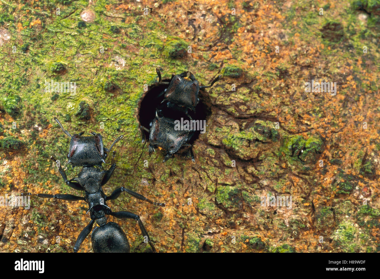 Ant (Cephalotes atratus) pair guarding entrance hole to nest, Panama Stock Photo