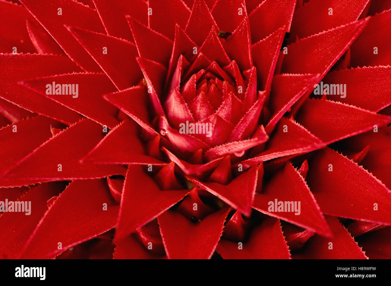 Pingwing Bromeliad (Aechmea magdalenae) enormous flower belonging to