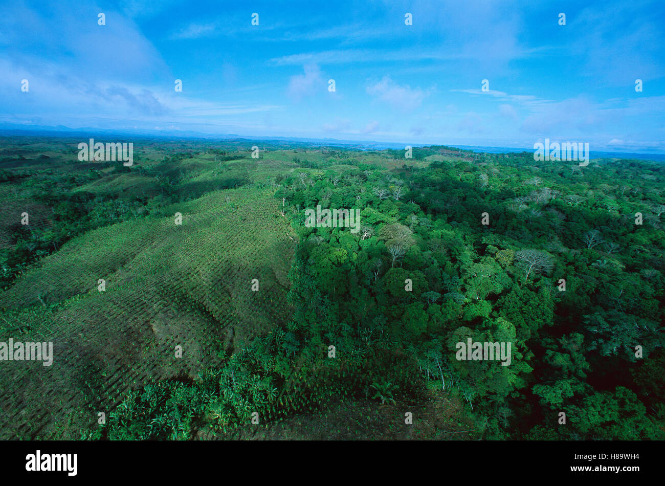Teak (Tectona grandis) plantations amid forest, Barro Colorado Island