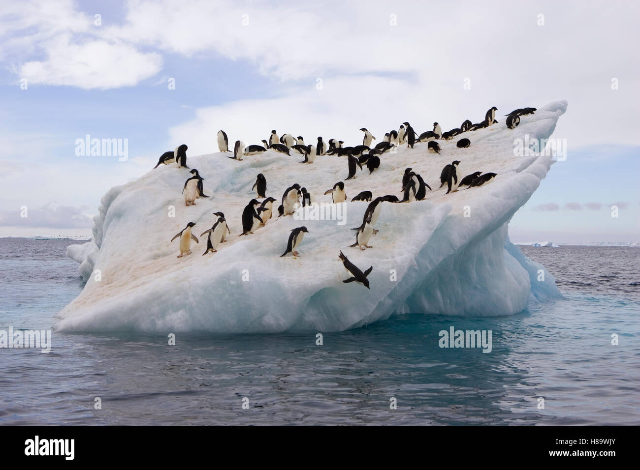 Adelie Penguin (Pygoscelis adeliae) flock on iceberg near Paulet Island ...