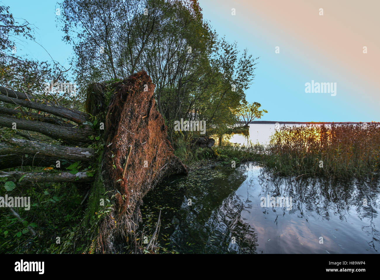Strong wind tree coast hi-res stock photography and images - Alamy