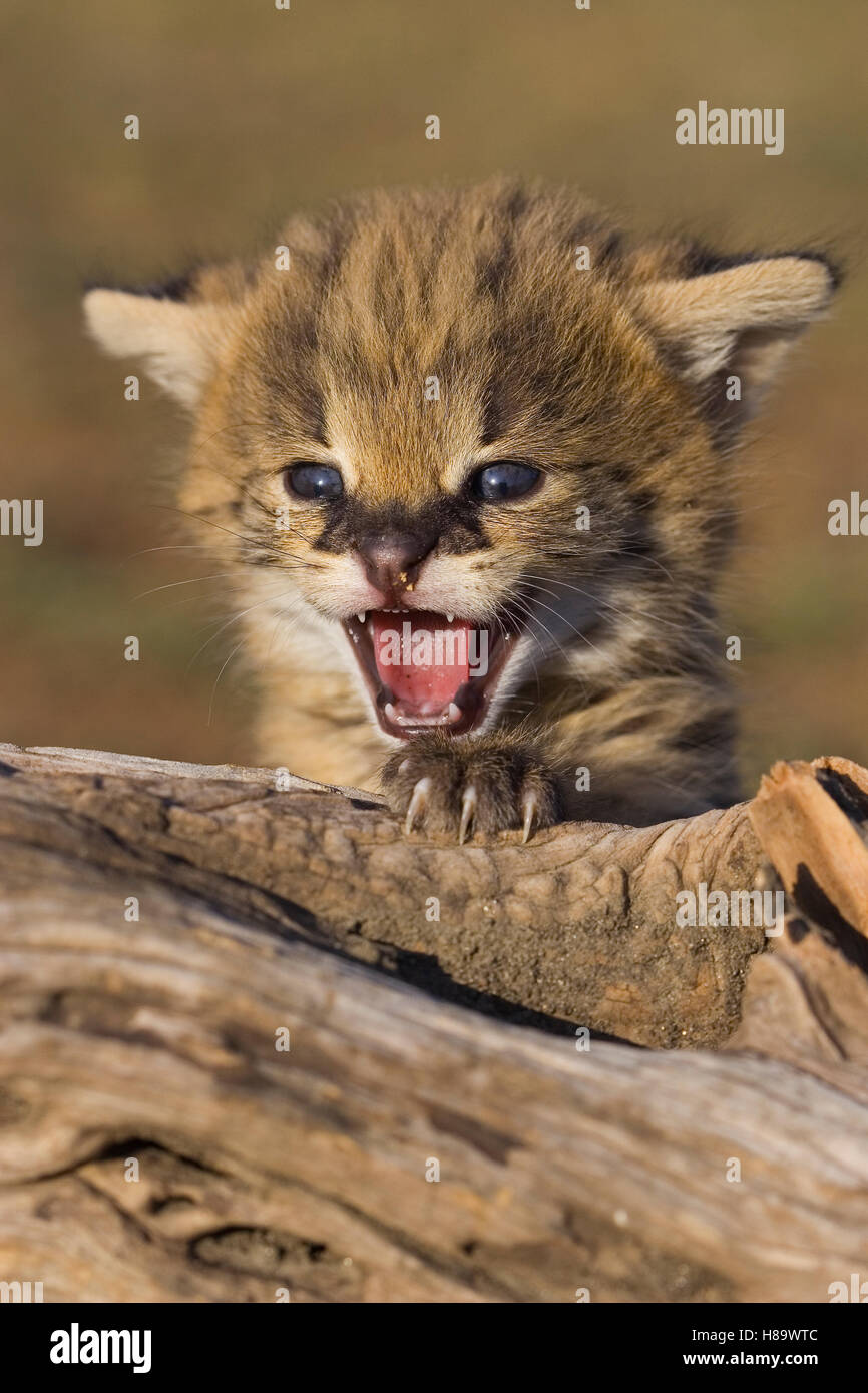 Serval (Leptailurus serval) kitten, two and a half week old orphan