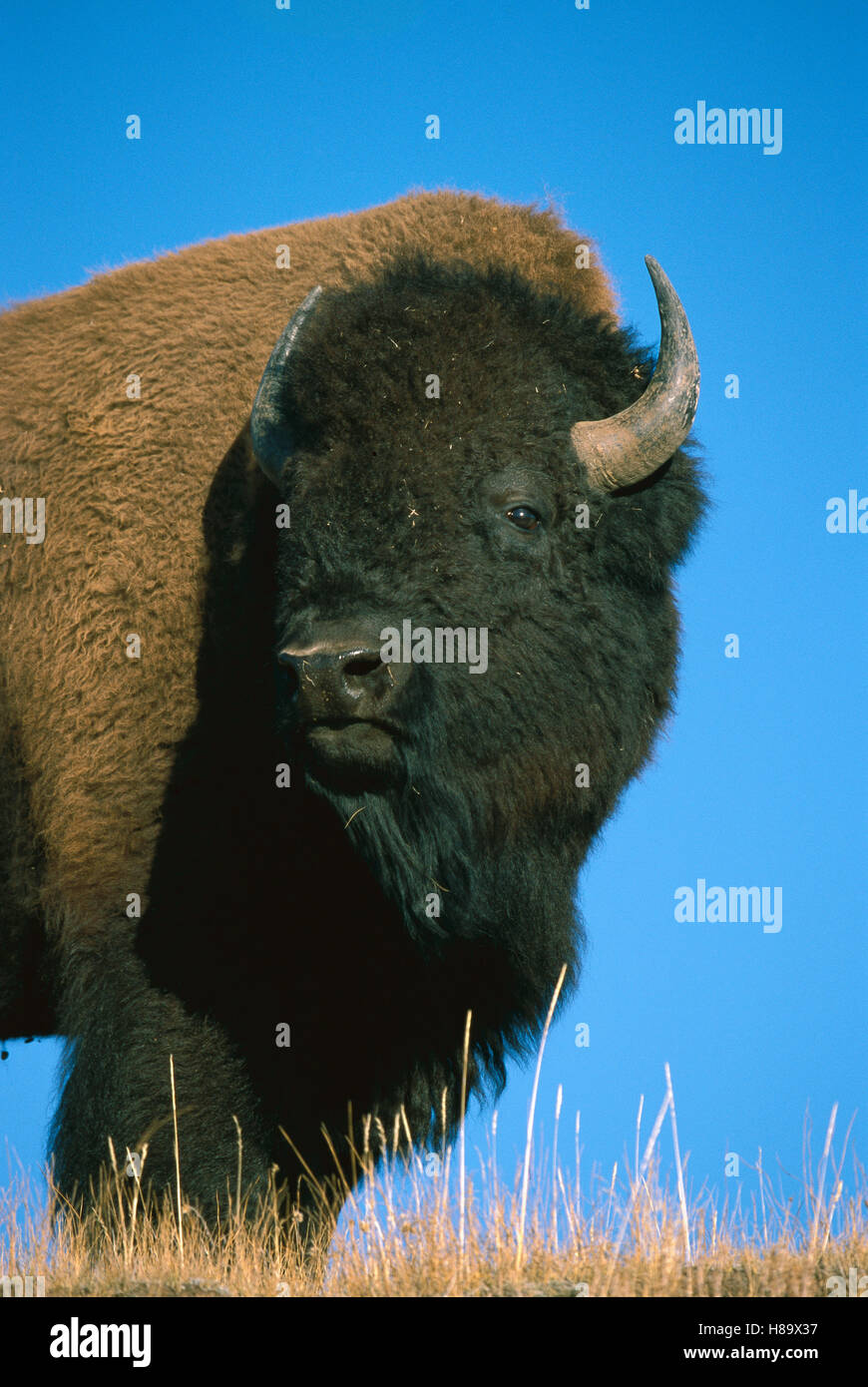 American Bison (Bison bison) bull, Yellowstone National Park, Wyoming