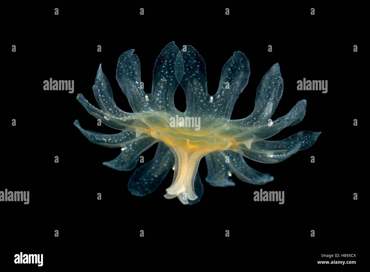 Jellyfish larva, Weddell Sea, Antarctica Stock Photo Alamy