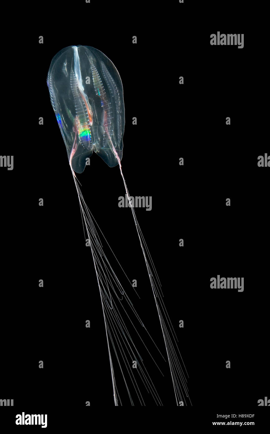 Comb Jelly (Callianira antarctica) showing bioluminescent cells