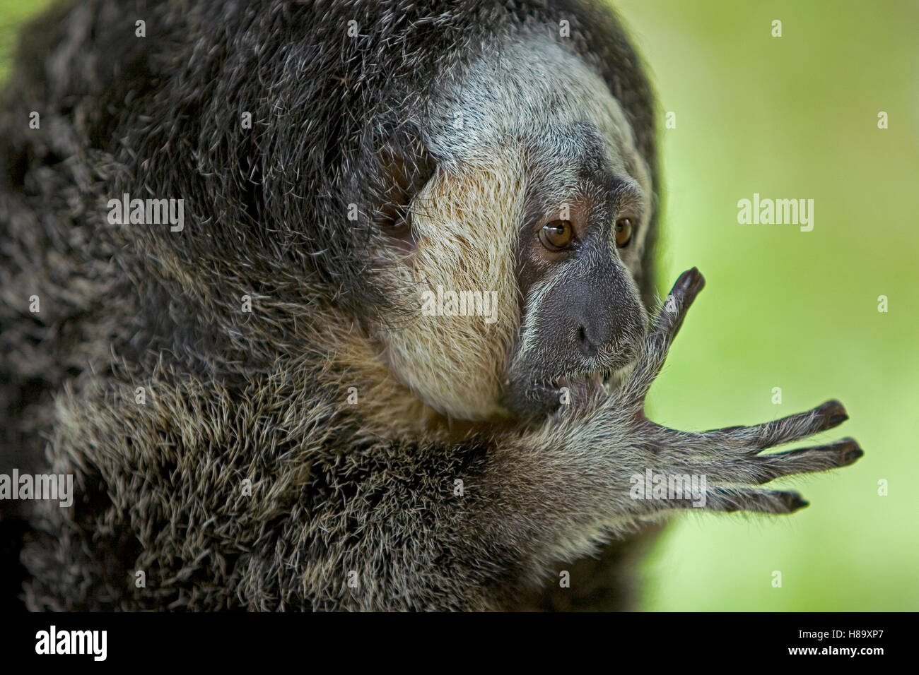 Equatorial Saki (Pithecia aequatorialis) sucking its thumb, Amazon ...