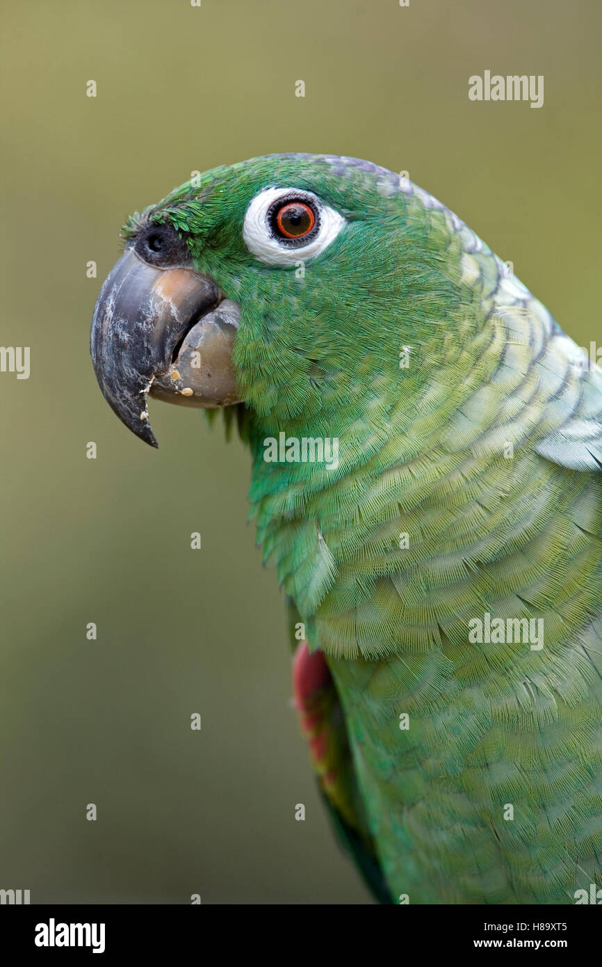 Mealy Parrot (Amazona farinosa) close up portrait, Amazon ecosystem, Peru Stock Photo