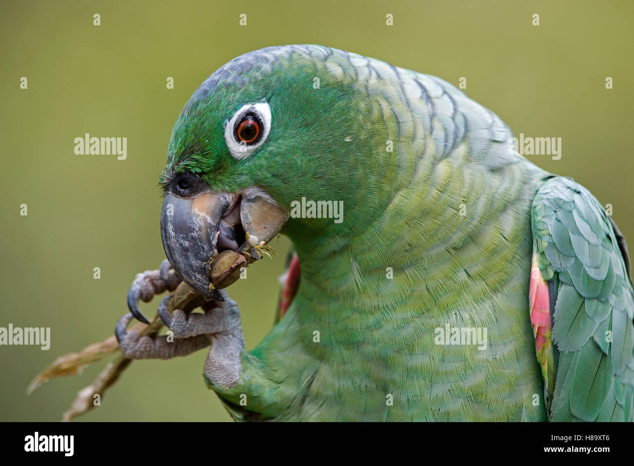Mealy Parrot (Amazona farinosa) eating seeds, Amazon, Peru Stock Photo