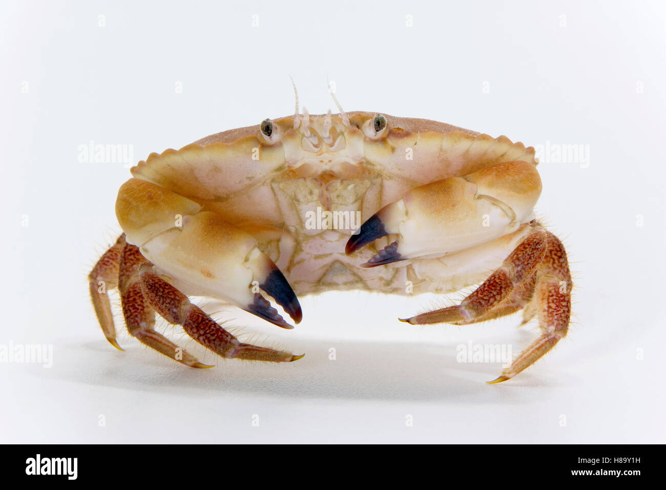 Edible Crab (Cancer pagurus) ten centimeters wide, Helgoland, Germany ...