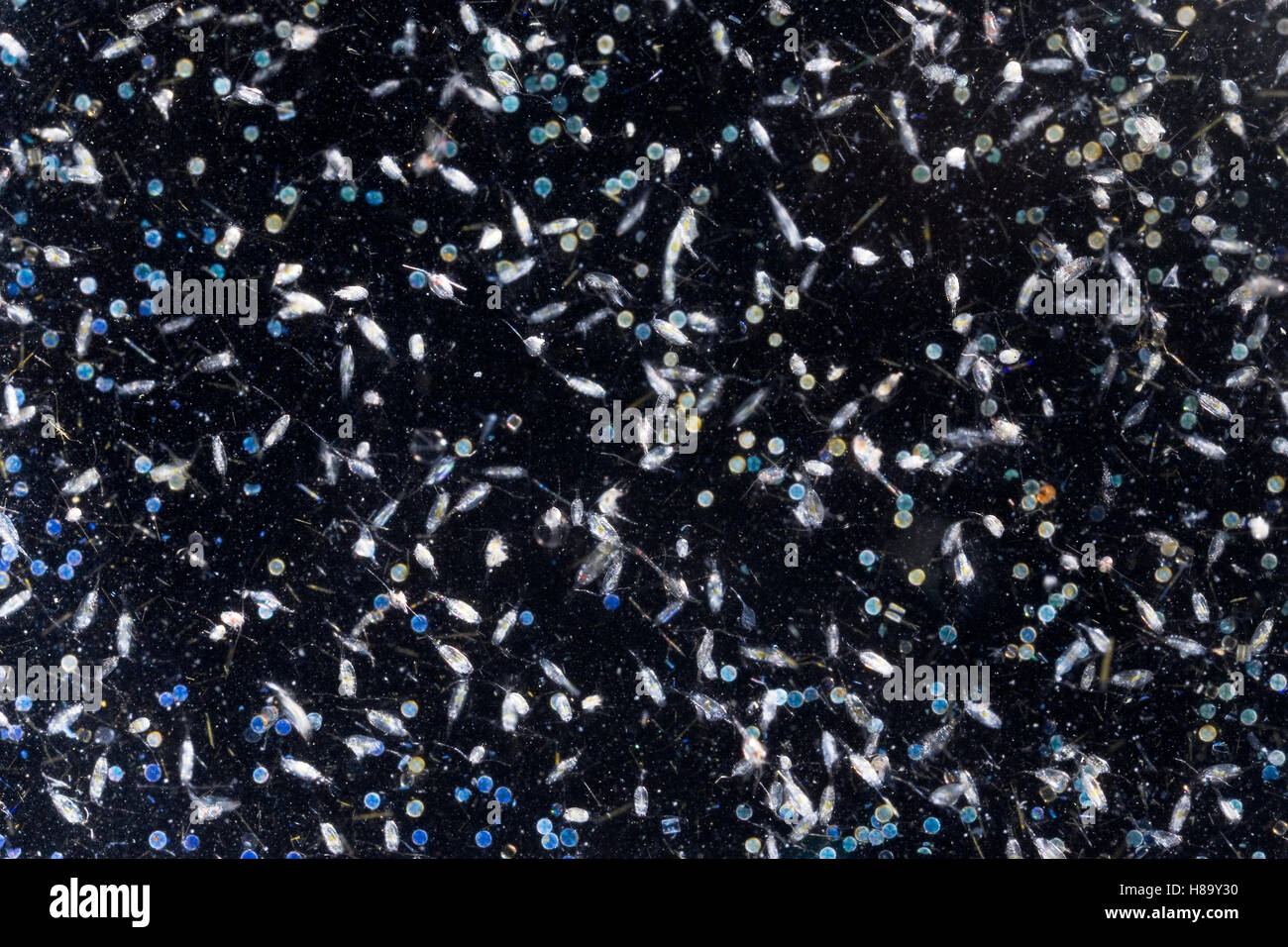 Zooplankton, algae fish and crab eggs, Copepods approximately one