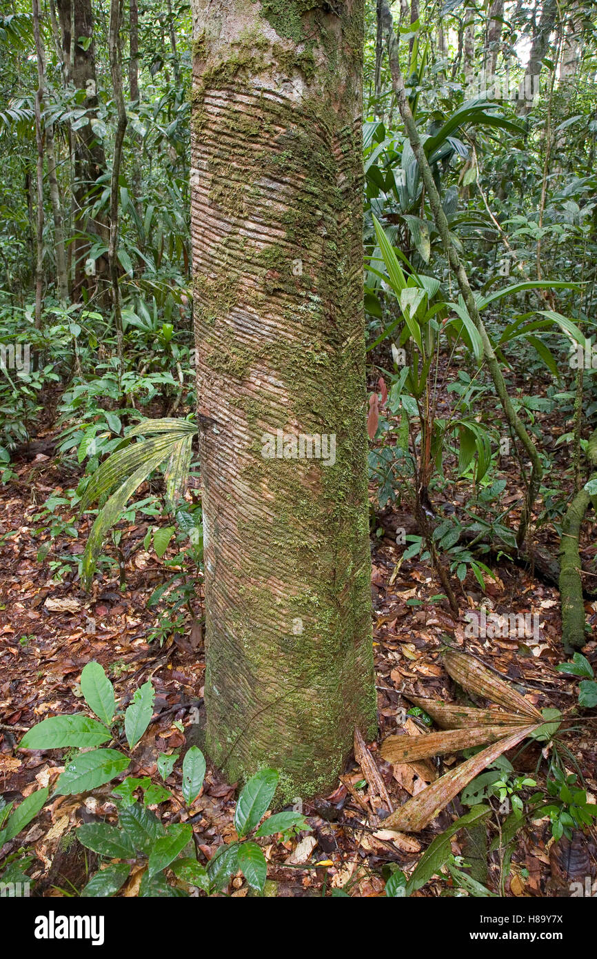 Old Rubber Tree in rainforest showing scars from repeated tapping