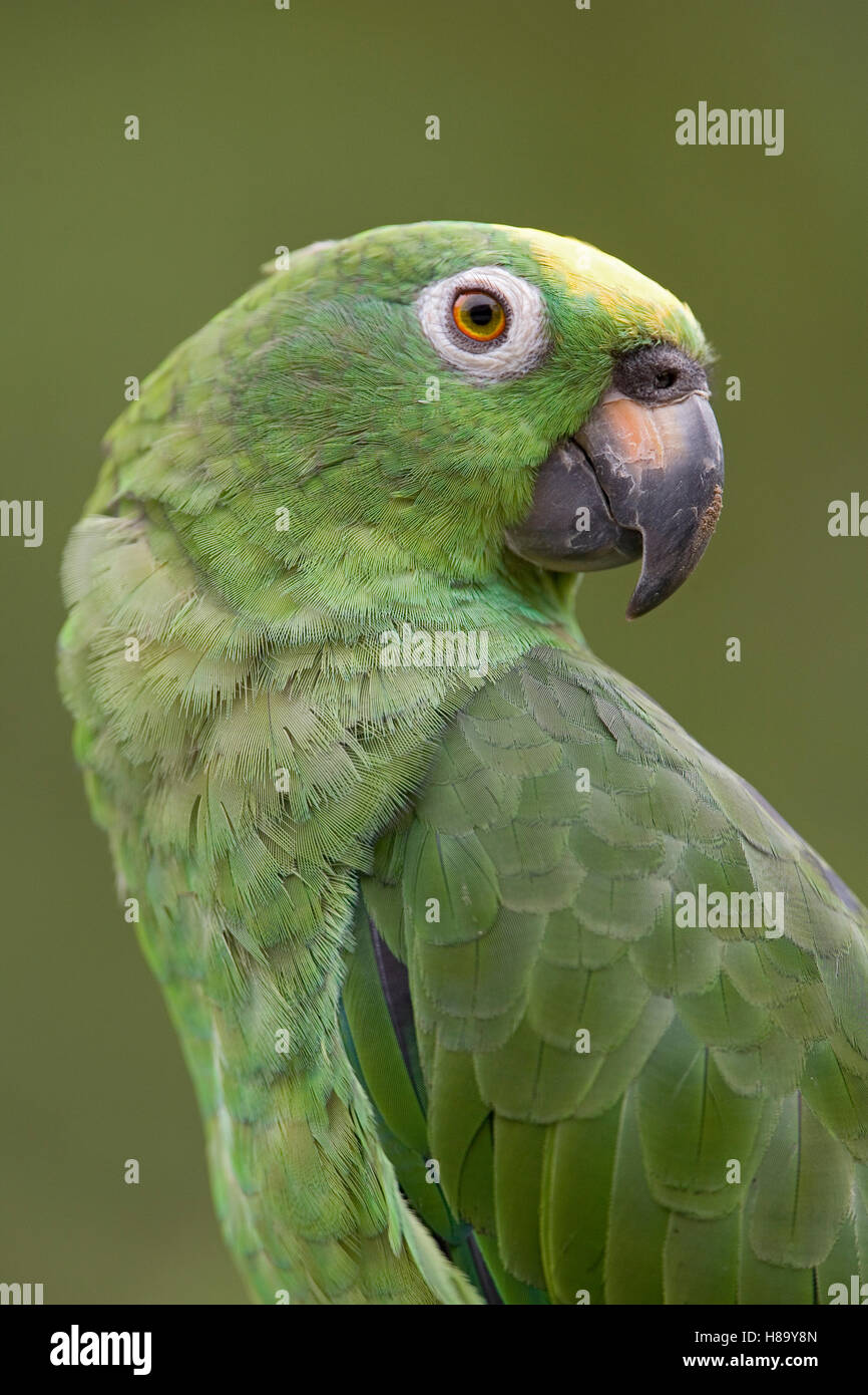Mealy Parrot (Amazona farinosa) portrait, Yavari River, Amazon Basin, Peru Stock Photo