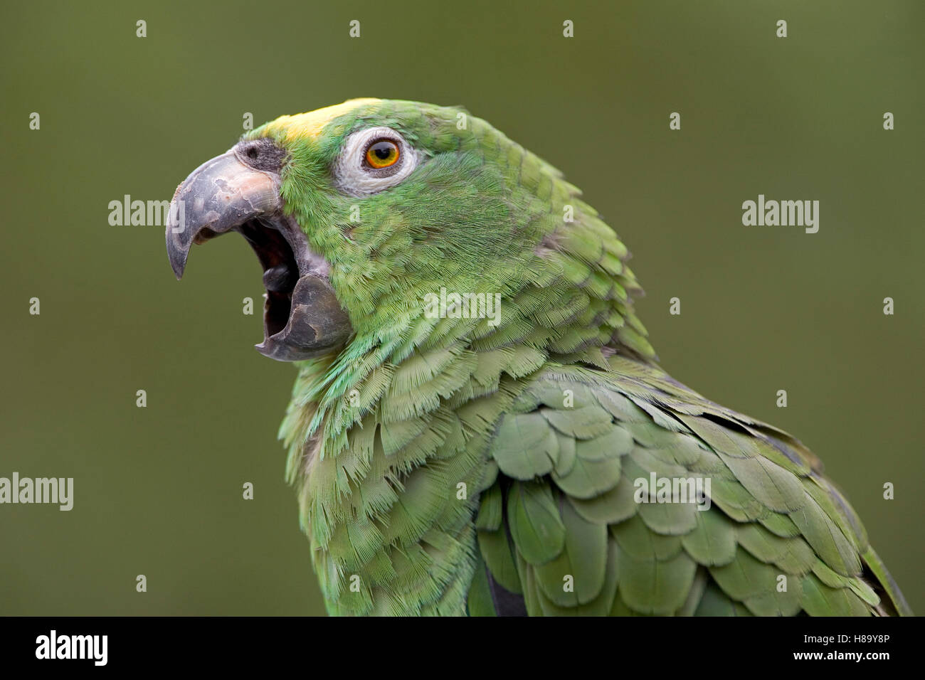 Mealy Parrot (Amazona farinosa) calling, Yavari River, Amazon Basin, Peru Stock Photo