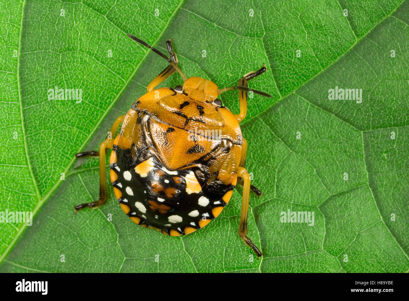 Stink Bug (Pentatomidae) nymph, portrait, a true bug of the Heteroptera