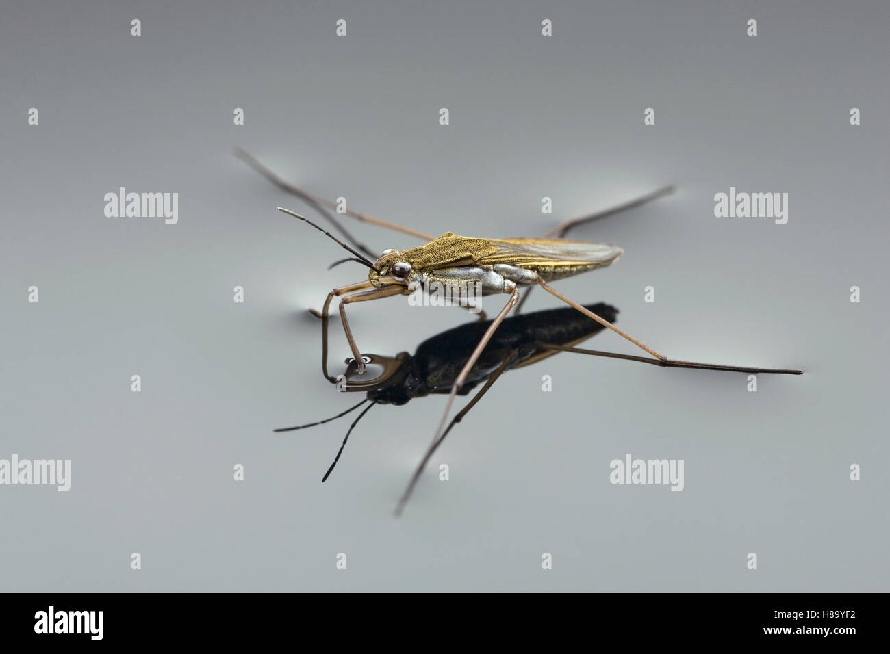 Pond Skater (Gerris sp) using surface tension to walk on water, a true