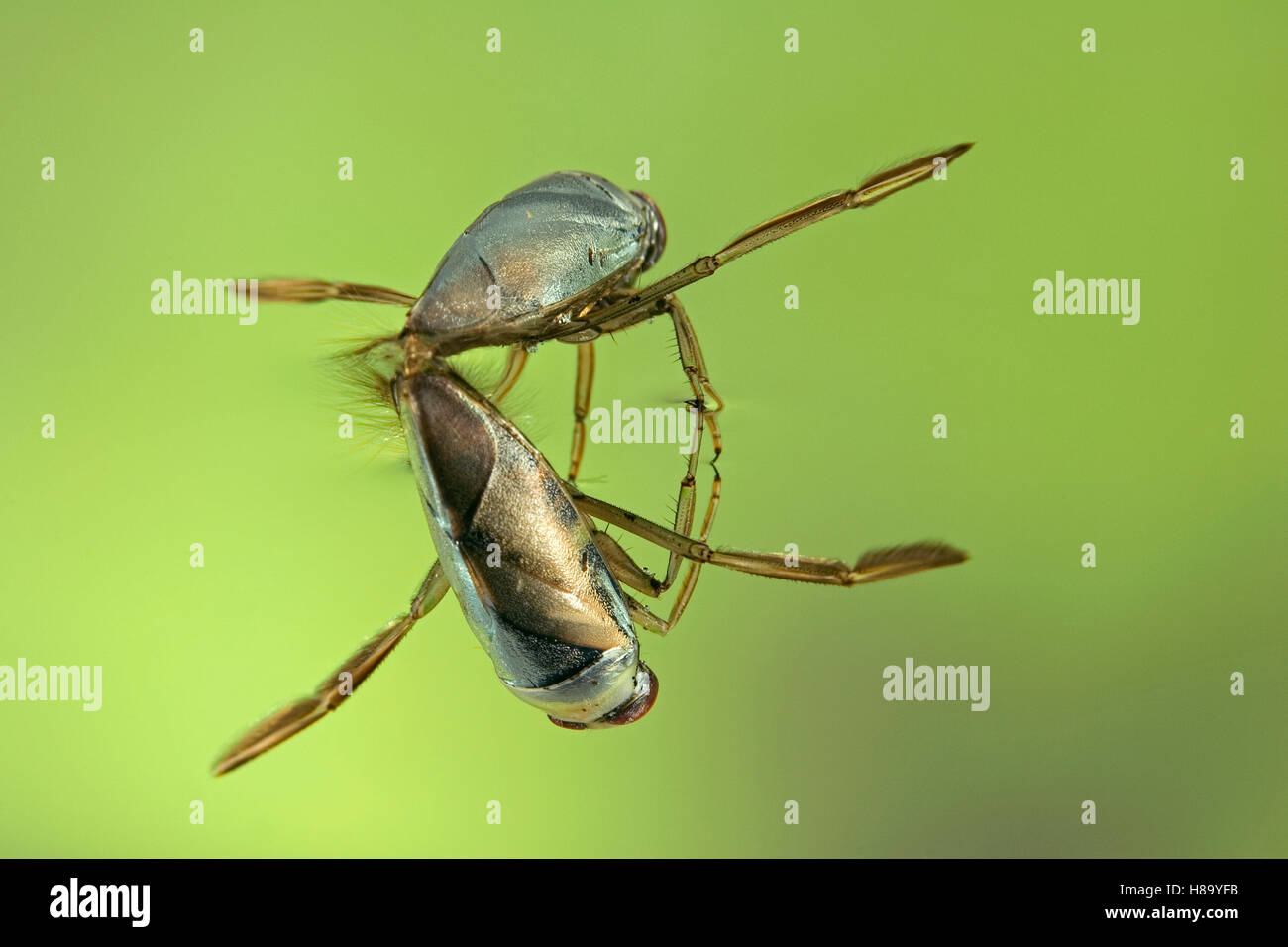 Water Boatman (Notonecta glauca) with reflection underwater, a true bug ...