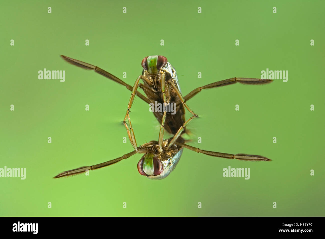 Water Boatman (Notonecta glauca) with reflection underwater, a true bug ...